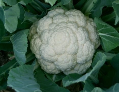 CAULIFLOWER