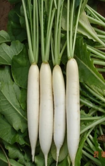 RADISH