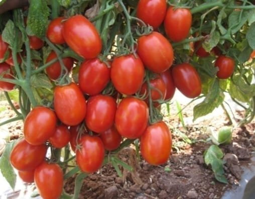 TOMATO